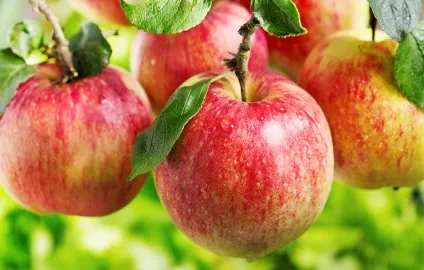 9 Продуктів, які допоможуть впоратися з сезонною алергією (впоратися з алергією) 9 Продуктів, які допоможуть впоратися з сезонною алергією