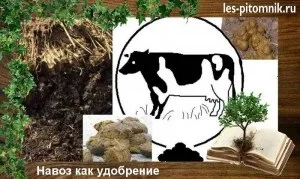 Алхіміки відпочивають, або перетворення гною в гроші - ріа fognews () Алхіміки відпочивають, або перетворення гною в гроші - ріа fognews