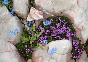 Альпійська гірка на дачі, як зробити альпінарій своїми руками (альпійська) Альпійська гірка на дачі, як зробити альпінарій своїми руками