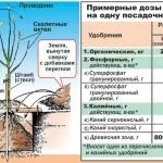 Азотні добрива це якісь і що це таке, застосування в домашніх умовах і види, де купити і