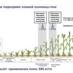 Азотні добрива це якісь і що це таке, застосування в домашніх умовах і види, де купити і