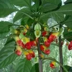 Бальзамін догляд в домашніх умовах (квітка іван мокрий), пересадка і розмноження