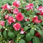 Бальзамін догляд в домашніх умовах (квітка іван мокрий), пересадка і розмноження