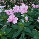 Бальзамін догляд в домашніх умовах (квітка іван мокрий), пересадка і розмноження