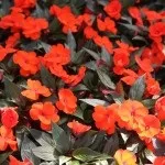 Бальзамін догляд в домашніх умовах (квітка іван мокрий), пересадка і розмноження