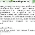 Азотні добрива це якісь і що це таке, застосування в домашніх умовах і види, де купити і
