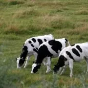 Атонія передшлунків у корови симптоми і лікування (атонія) Атонія передшлунків у корови симптоми і лікування