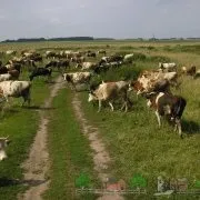 Атонія передшлунків у корови симптоми і лікування (атонія) Атонія передшлунків у корови симптоми і лікування