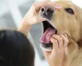 Антіцарапкі для кішок і котів, фото, ціна, інструкція, відгуки