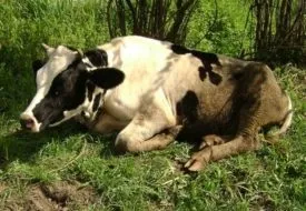 Атонія передшлунків у корови причини, симптоми і лікування захворювання (атонія) Атонія передшлунків у корови причини, симптоми і лікування захворювання