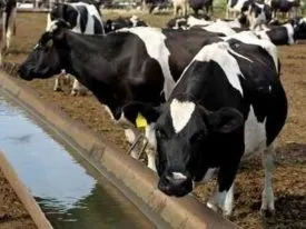 Атонія передшлунків у корови причини, симптоми і лікування захворювання (корови) Атонія передшлунків у корови причини, симптоми і лікування захворювання