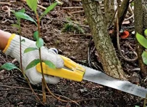 Аронія (горобина) чорноплідна правила посадки та догляду на дачній ділянці (чорноплідна) Аронія (горобина) чорноплідна правила посадки та догляду на дачній ділянці