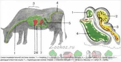 Атонія передшлунків у корови симптоми і лікування (симптоми) Атонія передшлунків у корови симптоми і лікування