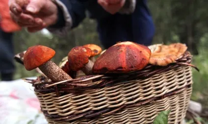 А чи вигідно це, або а що ви там, в Болгарії, їсте (харчування після переїзду) А чи вигідно це, або а що ви там, в Болгарії, їсте