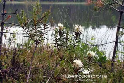 Багно звичайне лікувальні властивості і протипоказання (лікувальні) Багно звичайне лікувальні властивості і протипоказання