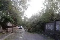 Чи буде у кішки новий господар, новини криму (кішки) Чи буде у кішки новий господар, новини криму