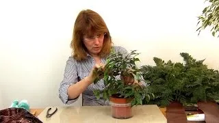 Бонсай з фікуса Бенджаміна своїми руками як виростити (бонсай) Бонсай з фікуса Бенджаміна своїми руками як виростити