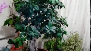 Бонсай з фікуса Бенджаміна своїми руками як виростити (бонсай) Бонсай з фікуса Бенджаміна своїми руками як виростити