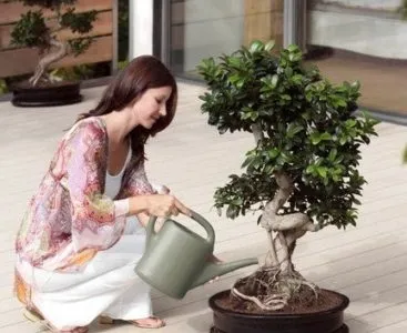 Бонсай з фікуса Бенджаміна своїми руками в домашніх умовах (своїми) Бонсай з фікуса Бенджаміна своїми руками в домашніх умовах