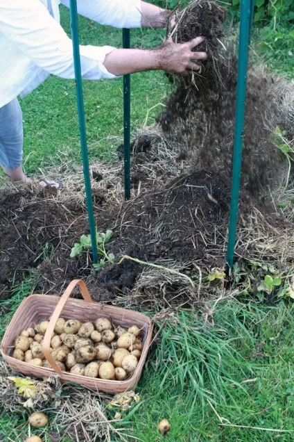 Більше не купуйте картоплю