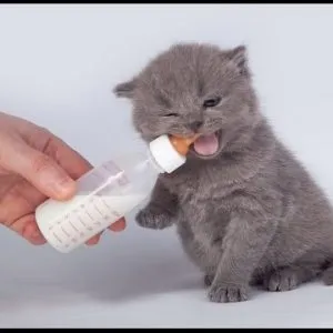 Чим годувати британських кошенят (годувати) Чим годувати британських кошенят