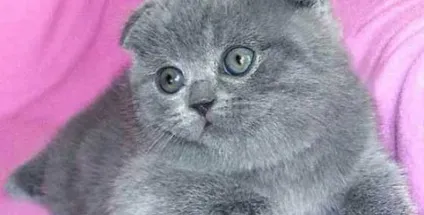 Чим годувати британських кошенят (британських) Чим годувати британських кошенят