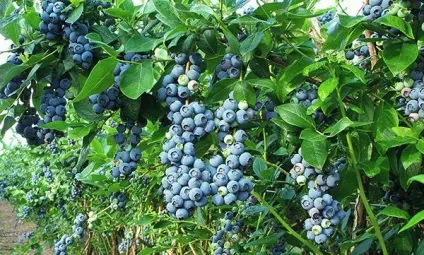 Чорниця садова - посадка і догляд, розмноження чорниці насінням і живцями, світ садівництва (розмноження чорниці) Чорниця садова - посадка і догляд, розмноження чорниці насінням і живцями, світ садівництва
