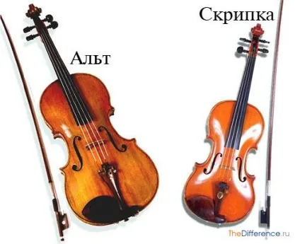 Чим відрізняється скрипка від альта (квінту нижче скрипки) Чим відрізняється скрипка від альта