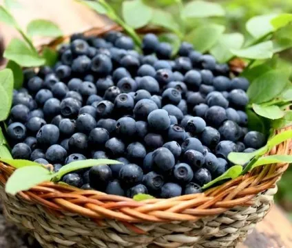 Чорниця домашня, вирощування і догляд (чорниця) Чорниця домашня, вирощування і догляд
