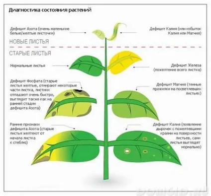 Чорніє груша, чому чорніє листя груші, корисні поради (чому) Чорніє груша, чому чорніє листя груші, корисні поради