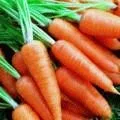 Що посадити поруч з калиною в саду