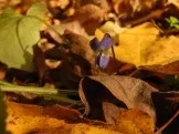 Що робити восени 8 способів полюбити листопад - nota bene
