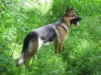 Що треба робити перед тим, як брати собаку в ліс (собаки) Що треба робити перед тим, як брати собаку в ліс