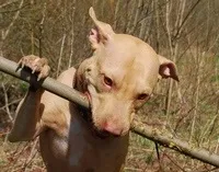 Що треба робити перед тим, як брати собаку в ліс (кішок) Що треба робити перед тим, як брати собаку в ліс