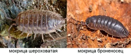 Що їдять мокриці в будинку і квартирі (їдять) Що їдять мокриці в будинку і квартирі