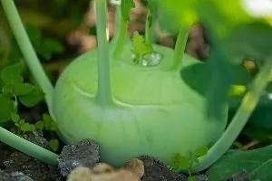 Що за капуста кольрабі