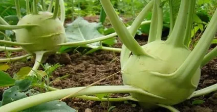 Що за капуста кольрабі