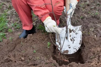 Що садять восени на дачі