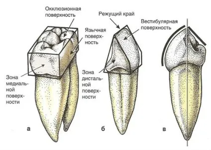 Що таке - поверхні зуба (зуба) Що таке - поверхні зуба
