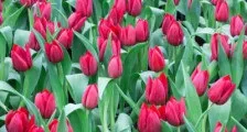 Квітник на підвіконні! Вирощую тюльпани вдома, адже знаю секрет ..., красивий будинок і сад (вирощую) Квітник на підвіконні! Вирощую тюльпани вдома, адже знаю секрет ..., красивий будинок і сад