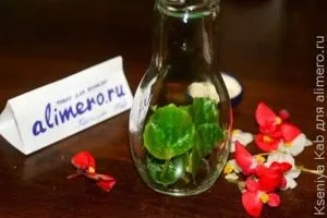 Квіти в гліцерині