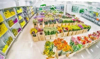 КОЛЬОРОМАНІЯ »на шляху прогресивного розвитку