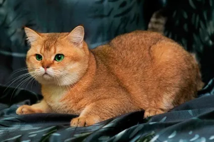 Скільки живуть шотландські кішки, муркотікі (живуть шотландські кішки) Скільки живуть шотландські кішки, муркотікі