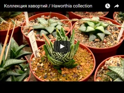 Квітка хавортія - догляд в домашніх умовах пересадка і розмноження хавортии, види хавортии (пересадка) Квітка хавортія - догляд в домашніх умовах пересадка і розмноження хавортии, види хавортии
