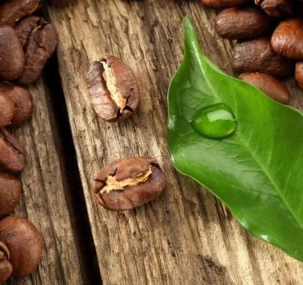 Coffeepedia - енциклопедія кави кофепедія (енциклопедія) Coffeepedia - енциклопедія кави кофепедія