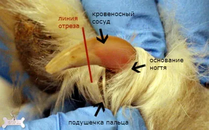 Дійте обережно як, коли і чим стригти кігті цуценяті (обережно) Дійте обережно як, коли і чим стригти кігті цуценяті