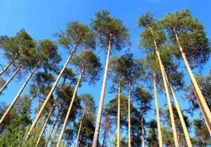 дерево евкаліпт