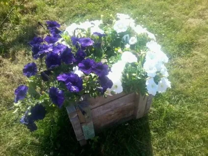 Для новачків чому у мене не виходять петунії дачний квітник (петунії) Для новачків чому у мене не виходять петунії дачний квітник