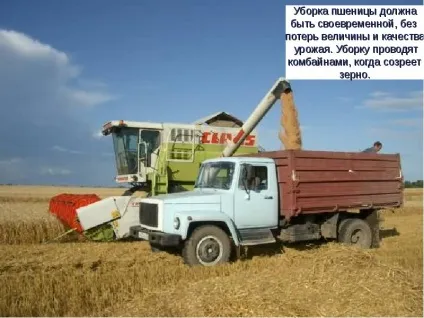 Доповідь по темі як на стіл хліб прийшов (прийшла?) Доповідь по темі як на стіл хліб прийшов