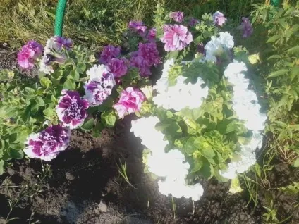 Для новачків чому у мене не виходять петунії дачний квітник (чому) Для новачків чому у мене не виходять петунії дачний квітник